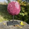 Achat-Lolly ROSA