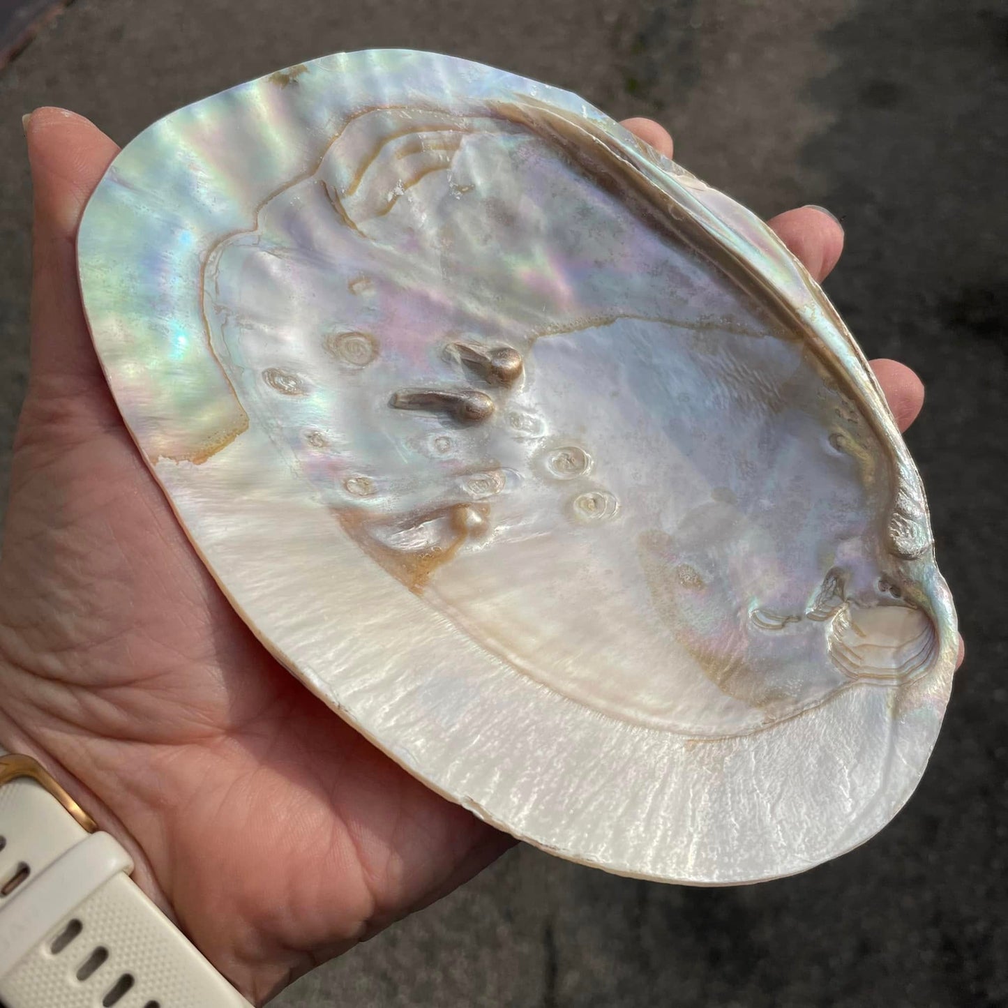 Perlmutt-Muschel zum Räuchern