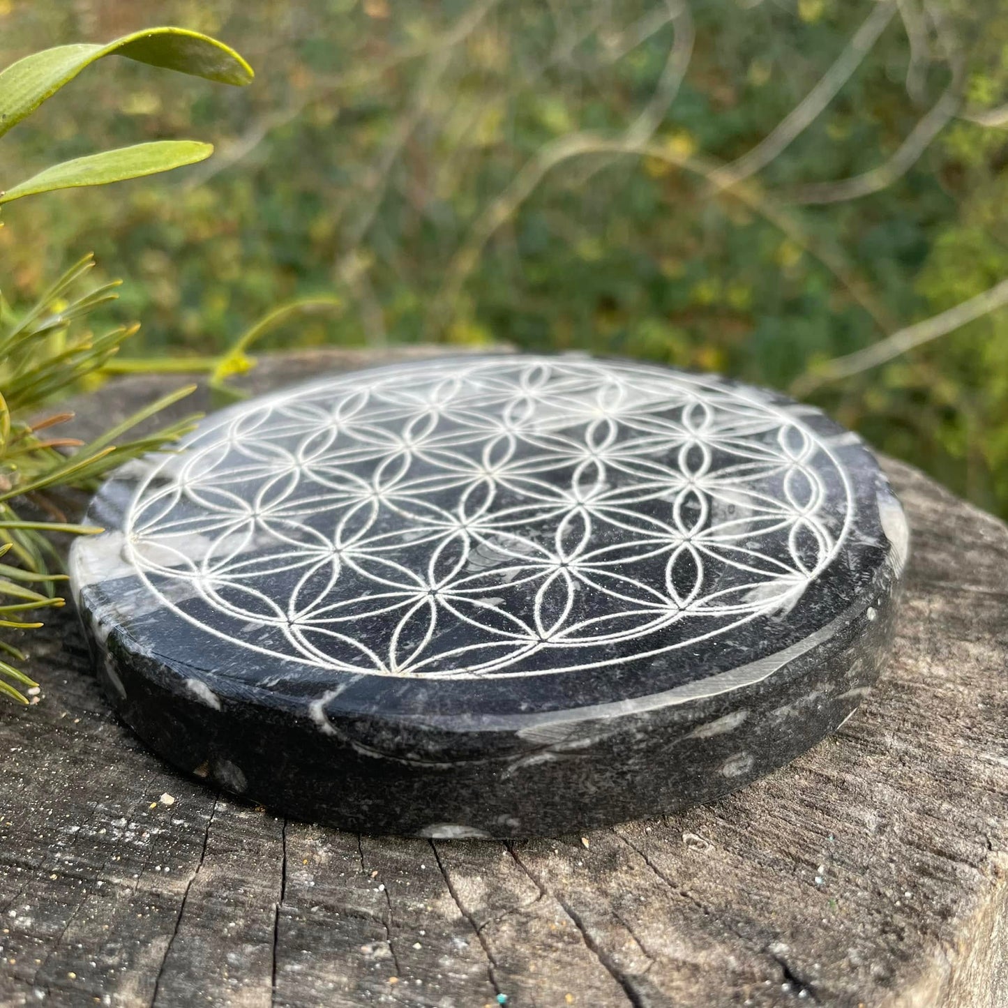 Orthoceras-Scheibe "Blume des Lebens"