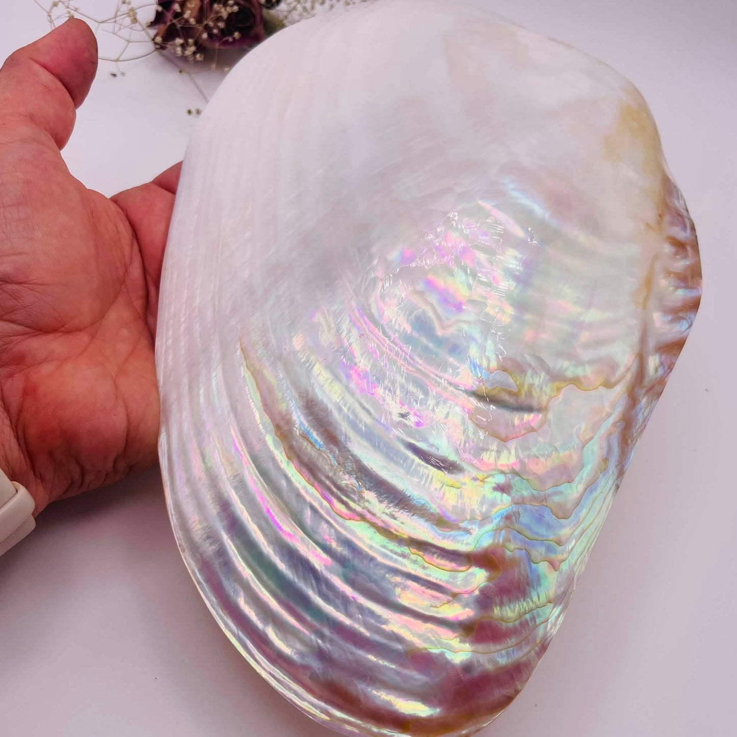 Riesen-Muschelschale 27x16cm – Unikat von WUNDERSTEIN, ideal als Räucherschale oder Schmuckaufbewahrung