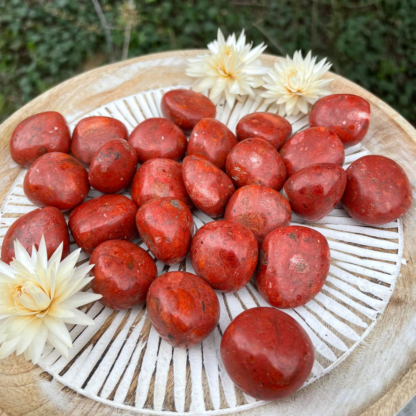 Schaumkoralle