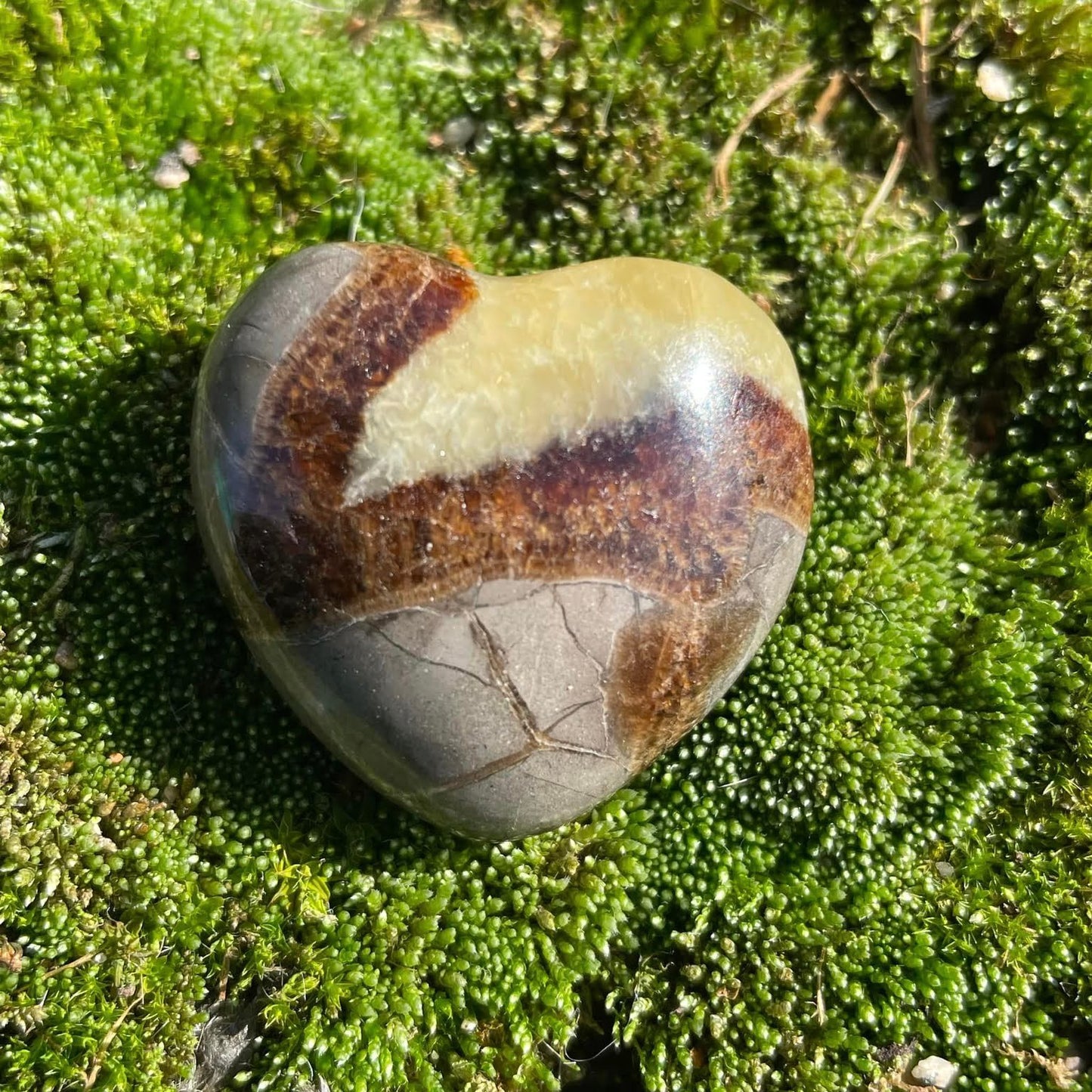SEPTARIE - Herz gebohrt 30mm