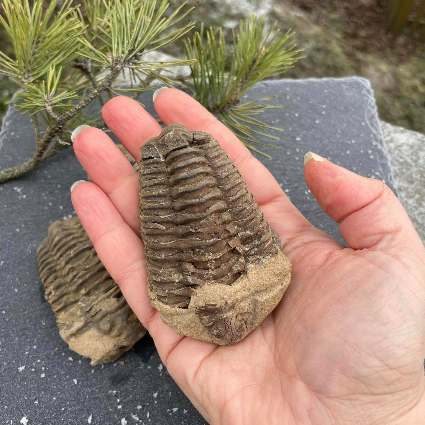 Trilobit X-Large – Echtes Fossil