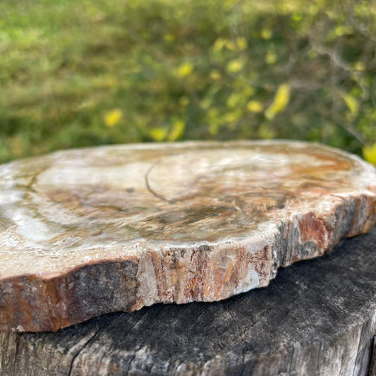 Versteinertes Holz Platte Nr. 1 – Detailansicht der versteinerten Holzmaserung. Handverlesen bei WUNDERSTEIN