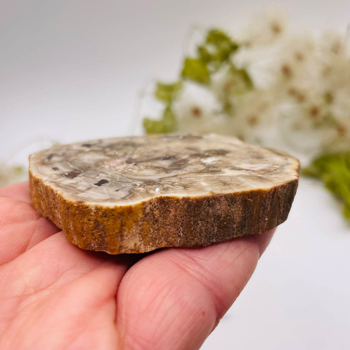 Nahaufnahme der fossilen Holzstruktur von versteinertem Holz, Platte Nr. 5
