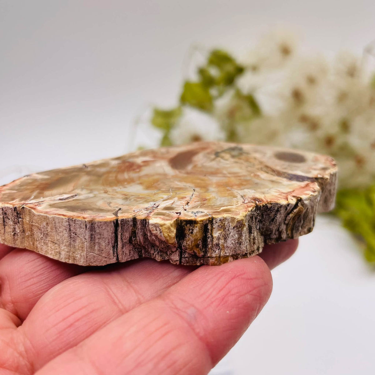 Nahaufnahme der fossilen Holzstruktur von versteinertem Holz, Platte Nr. 6