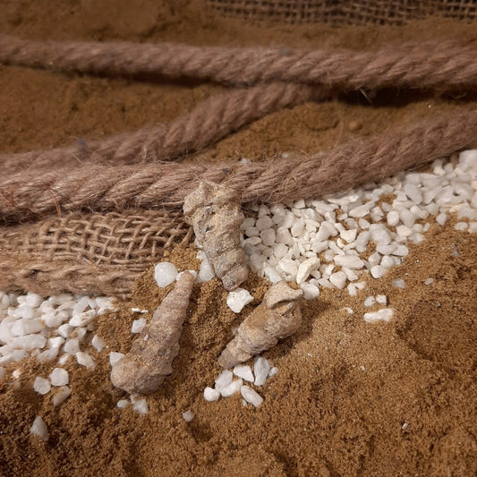 Versteinerte Turmschnecke