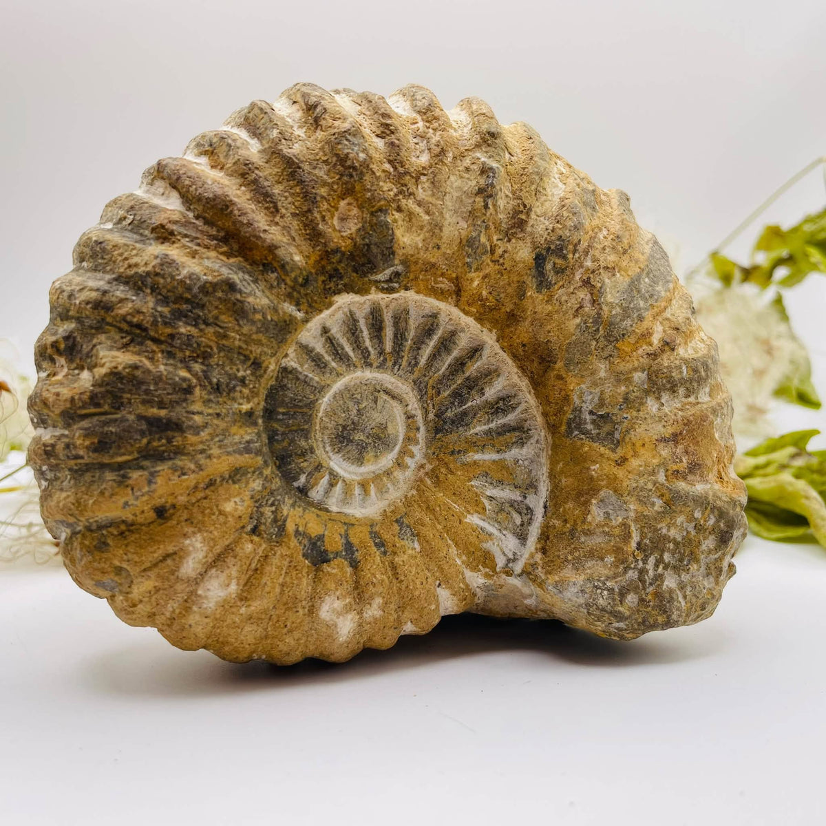 Ammonit aus Marokko, ca. 12,5 × 5,5 × 10,5 cm, mit markanter Spiralform und kräftigen Rippen – Fossil-Unikat von WUNDERSTEIN
