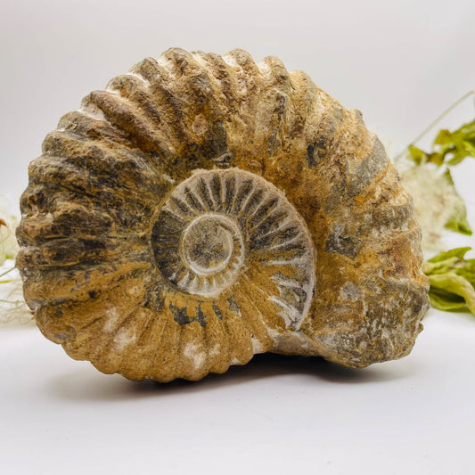 Ammonit aus Marokko, ca. 12,5 × 5,5 × 10,5 cm, mit markanter Spiralform und kräftigen Rippen – Fossil-Unikat von WUNDERSTEIN
