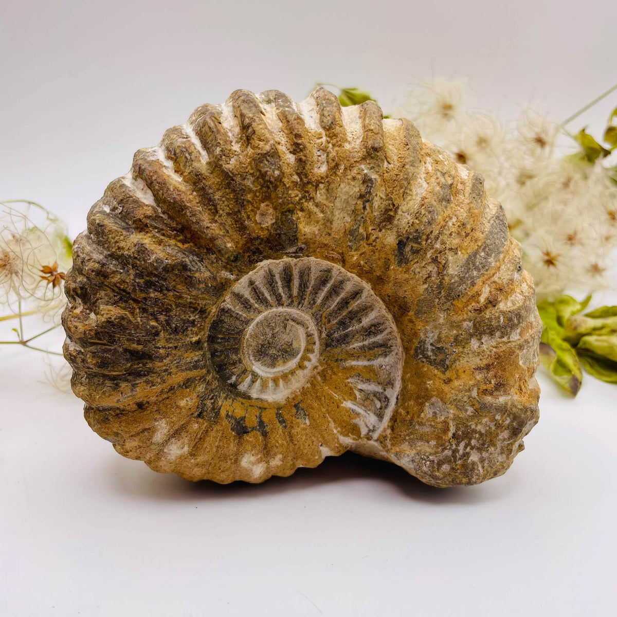 Vorderansicht: Ammonit aus Marokko, ca. 12,5 × 5,5 × 10,5 cm, mit markanter Spiralform und kräftigen Rippen – Fossil-Unikat von WUNDERSTEIN
