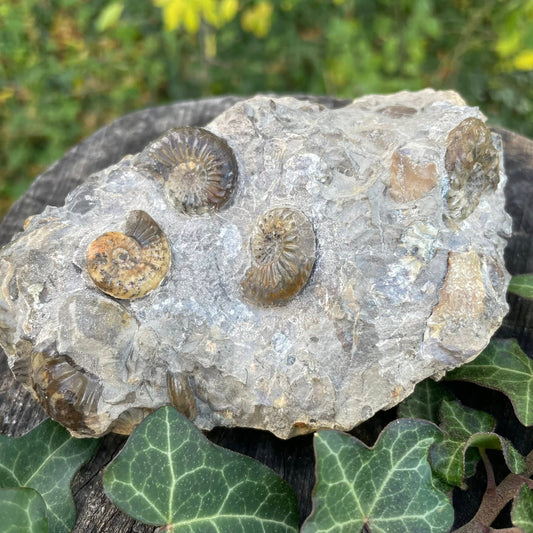 Ammoniten im Muttergestein