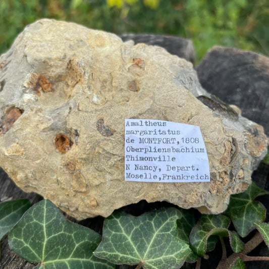 Ammoniten im Muttergestein