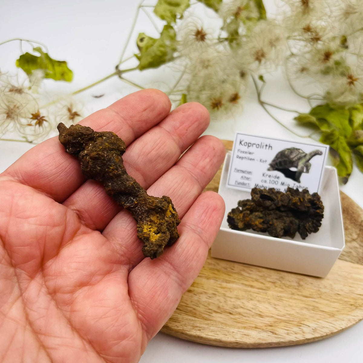 Nahaufnahme eines dunkelbraunen Koprolithen mit knorriger, unregelmäßiger Oberfläche und hellen Mineral-Einschlüssen
