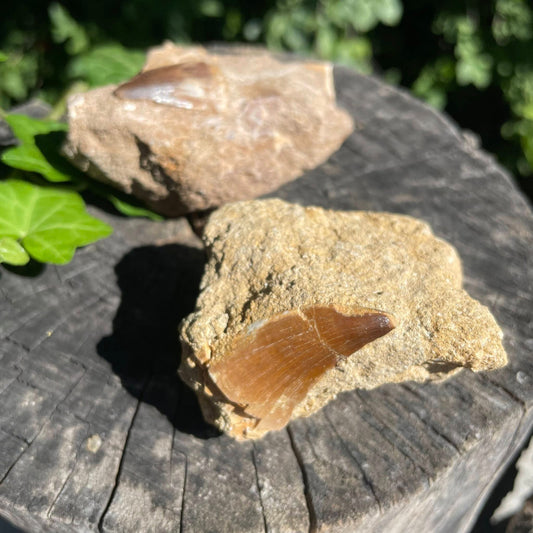 Mosasaurierzahn auf Matrix