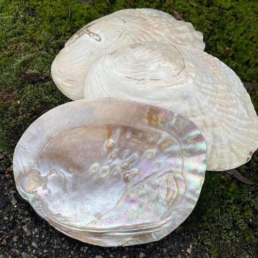 Perlmutt-Muschel zum Räuchern