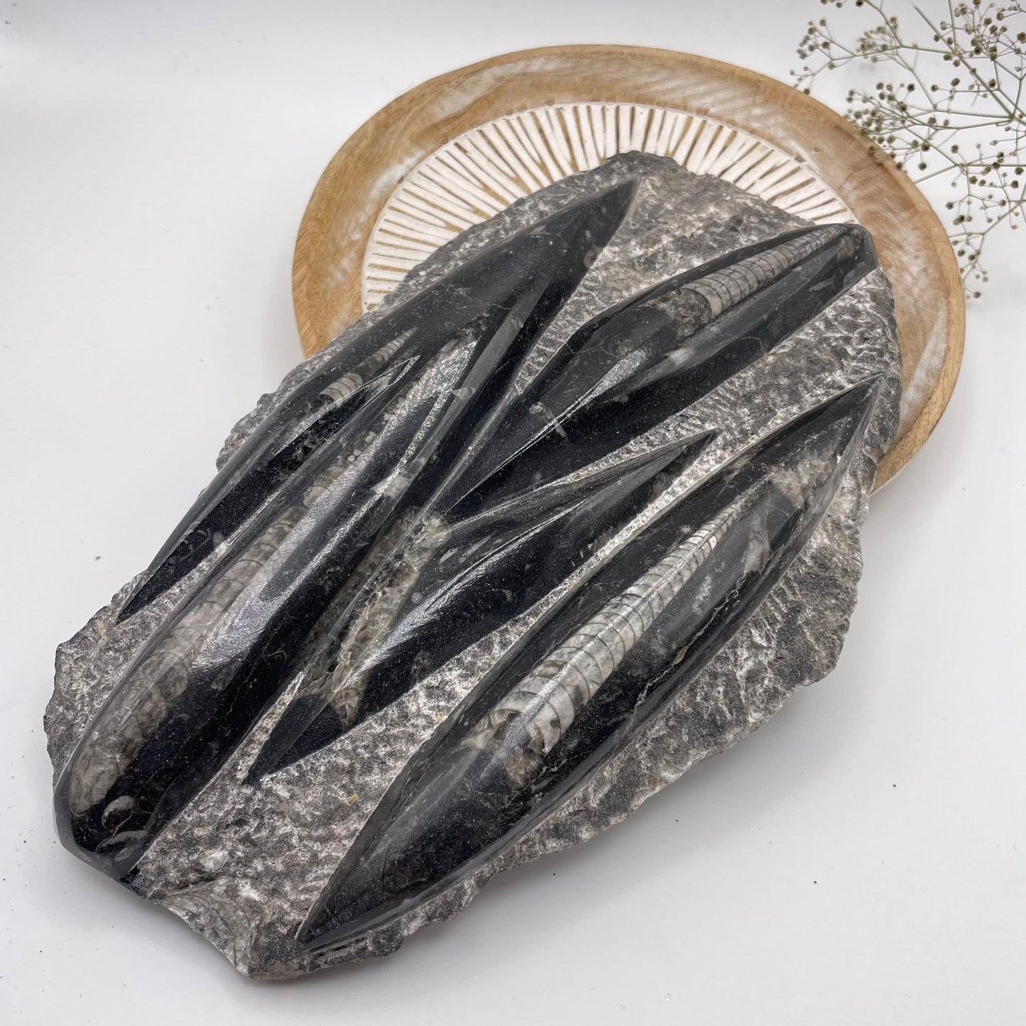 Orthoceras Platte