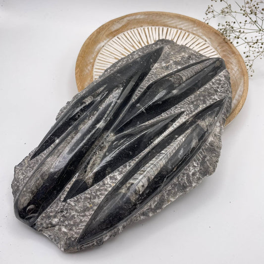 Orthoceras Platte