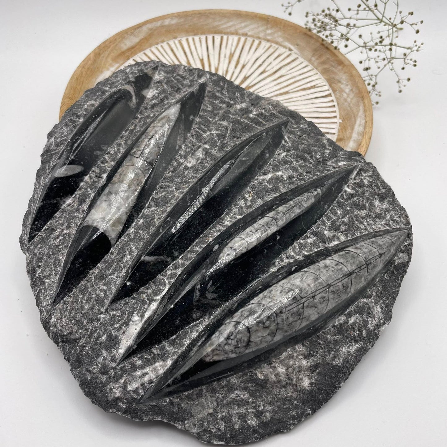 Orthoceras Platte