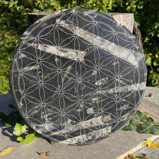 Orthoceras-Platte "BLUME DES LEBENS"