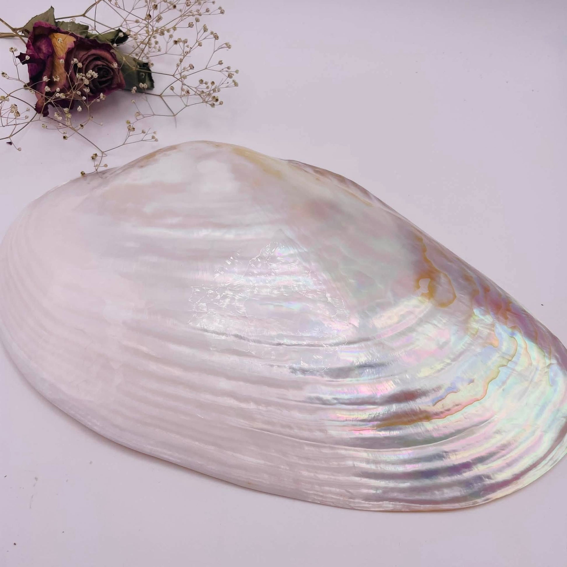 Riesen-Muschelschale ca. 27x16cm aus Perlmutt – Räucherschale & Schmuckschale – handverlesen von WUNDERSTEIN

