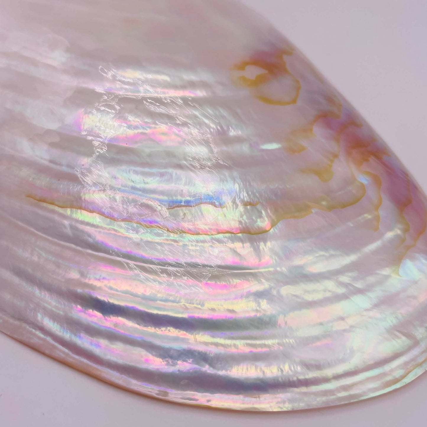 Nahaufnahme Perlmutt-Muschelschale – schillernde Innenseite in Creme-Rosa, natürliche Maserung & Glanz

