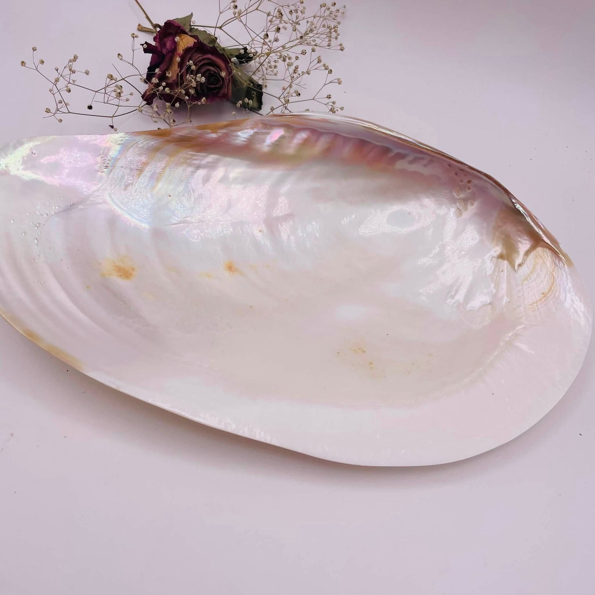 Draufsicht Riesen-Muschelschale 27x16cm – Unikat von WUNDERSTEIN, ideal als Räucherschale oder Schmuckaufbewahrung
