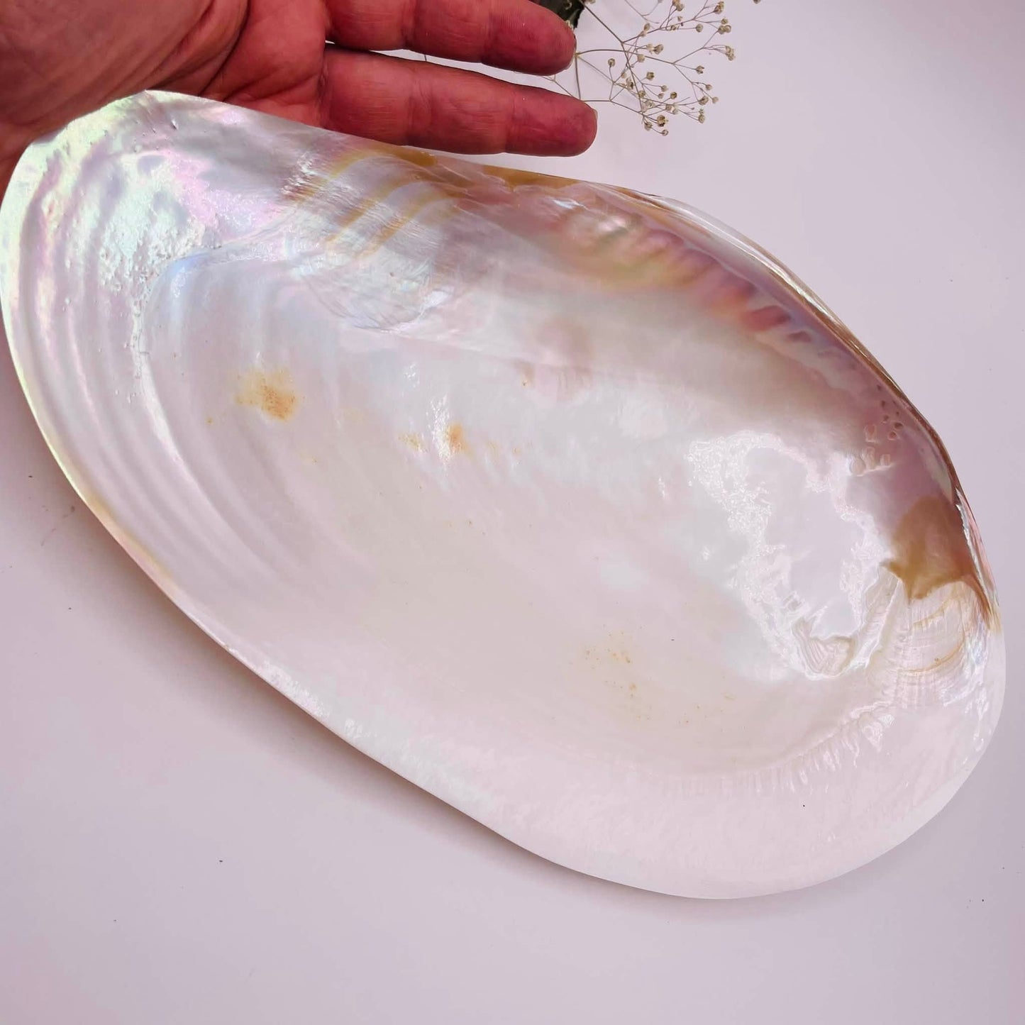 Innenansicht Riesen-Muschelschale 27x16cm – Unikat von WUNDERSTEIN, ideal als Räucherschale oder Schmuckaufbewahrung
