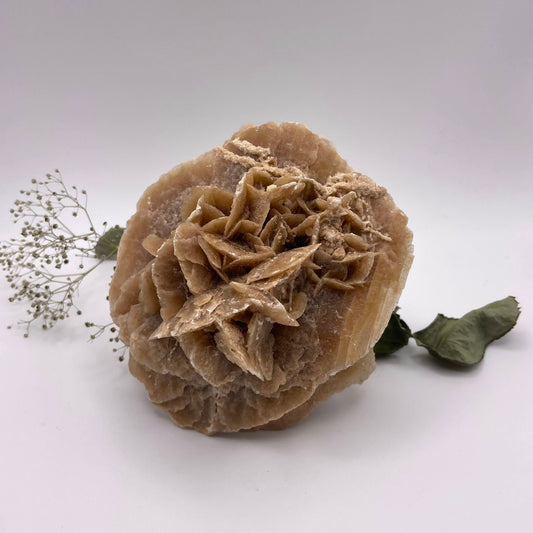 SANDROSE Nr. 1