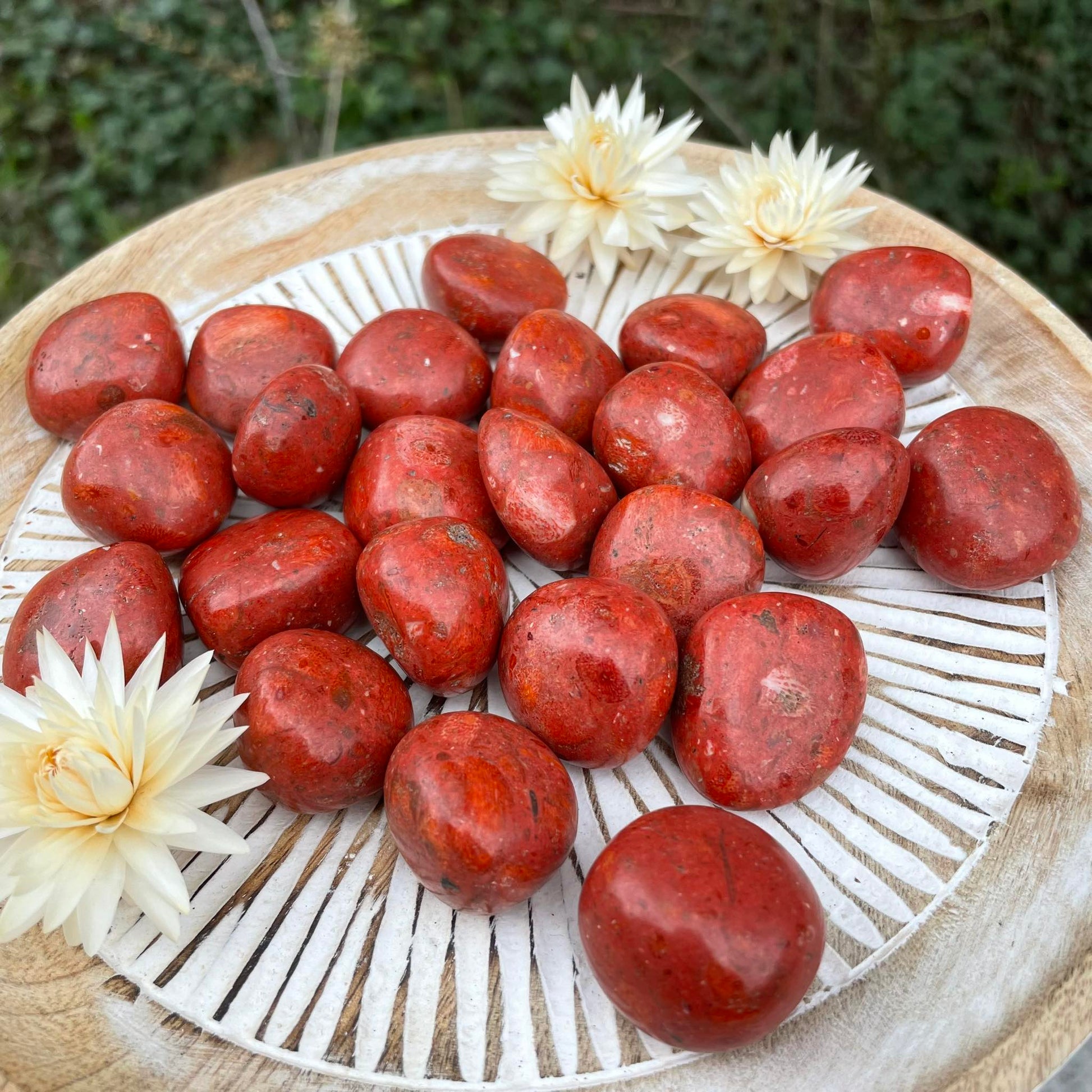 Schaumkoralle