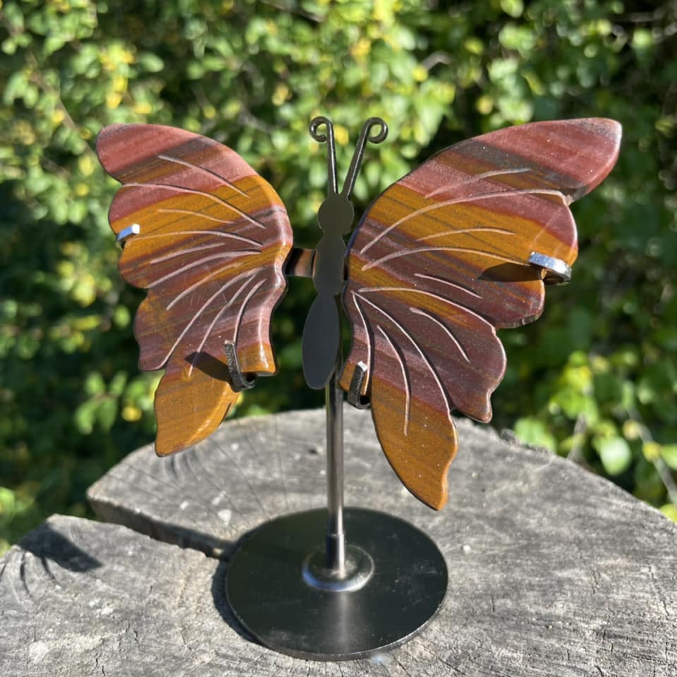 Schmetterling "TIGERAUGE"