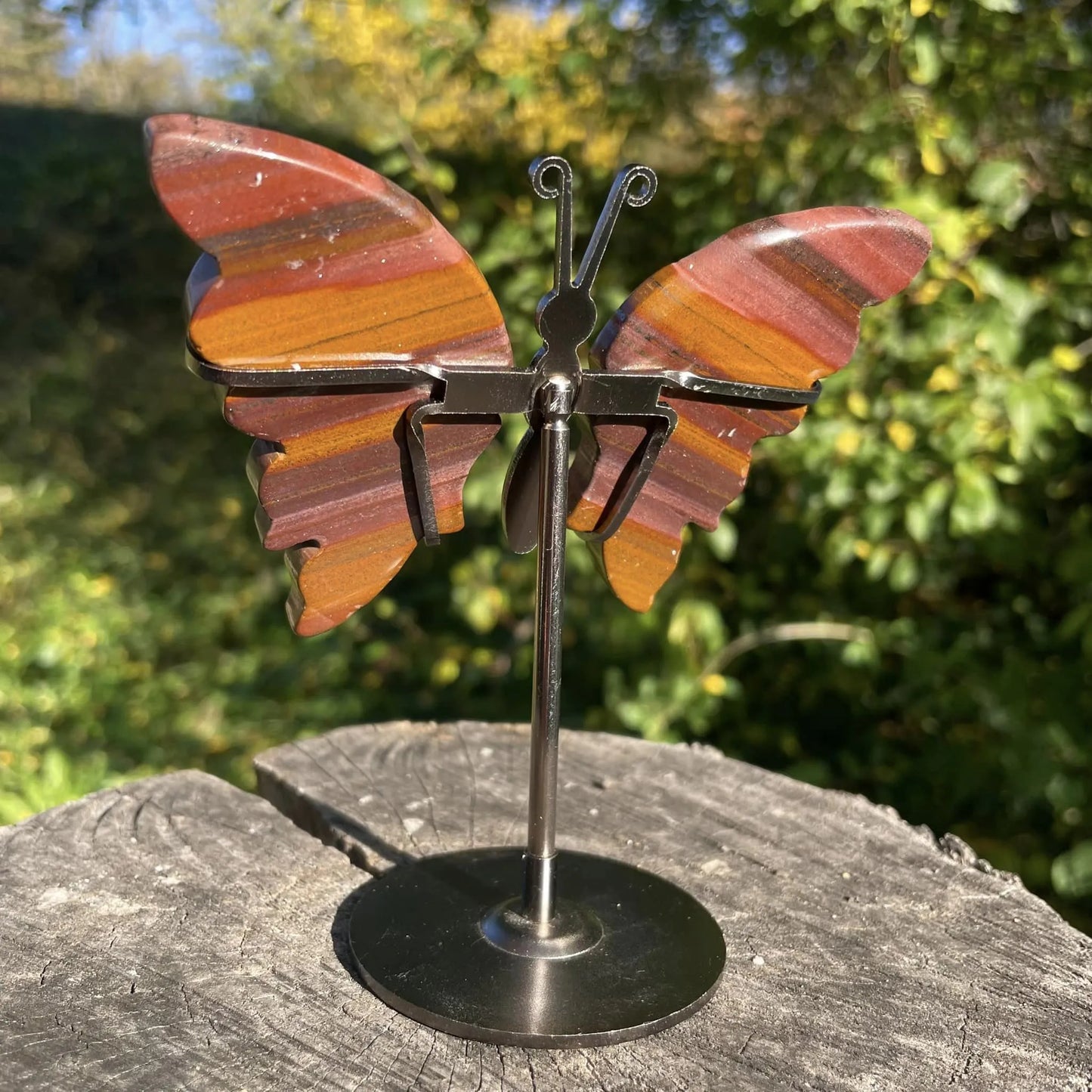 Schmetterling "TIGERAUGE"