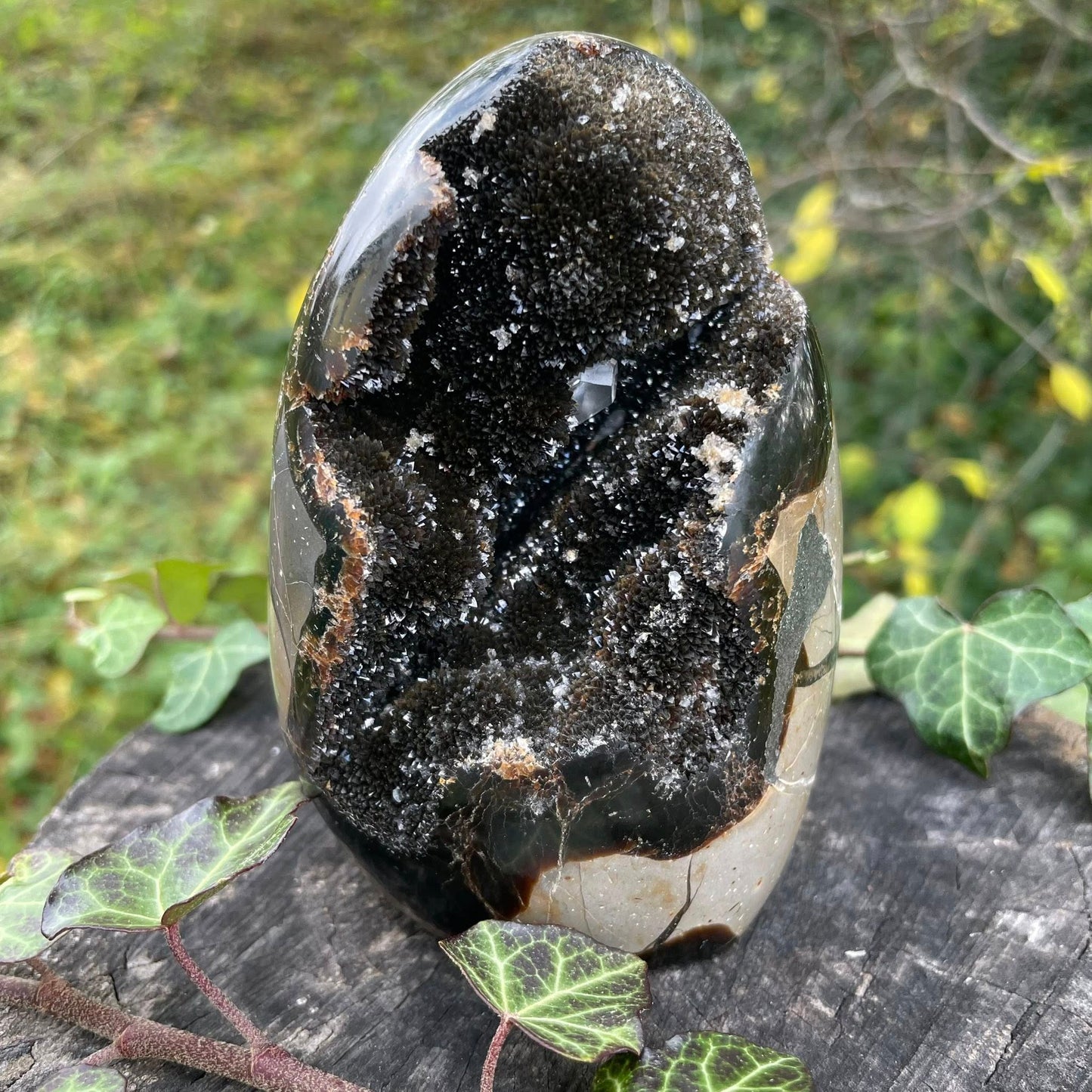 Septarie Freeform