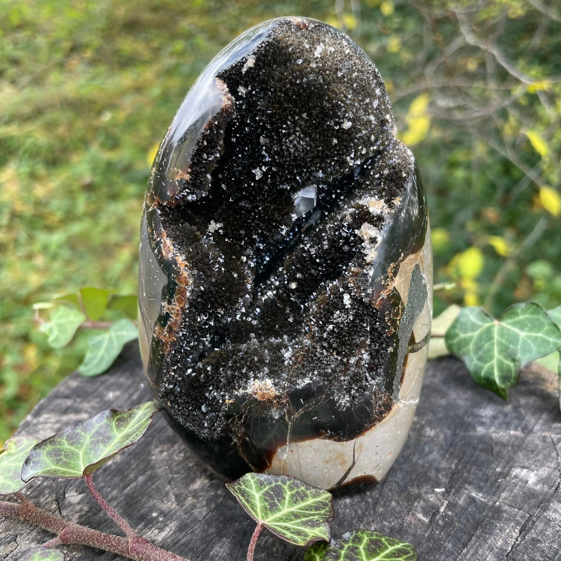 Septarie Freeform