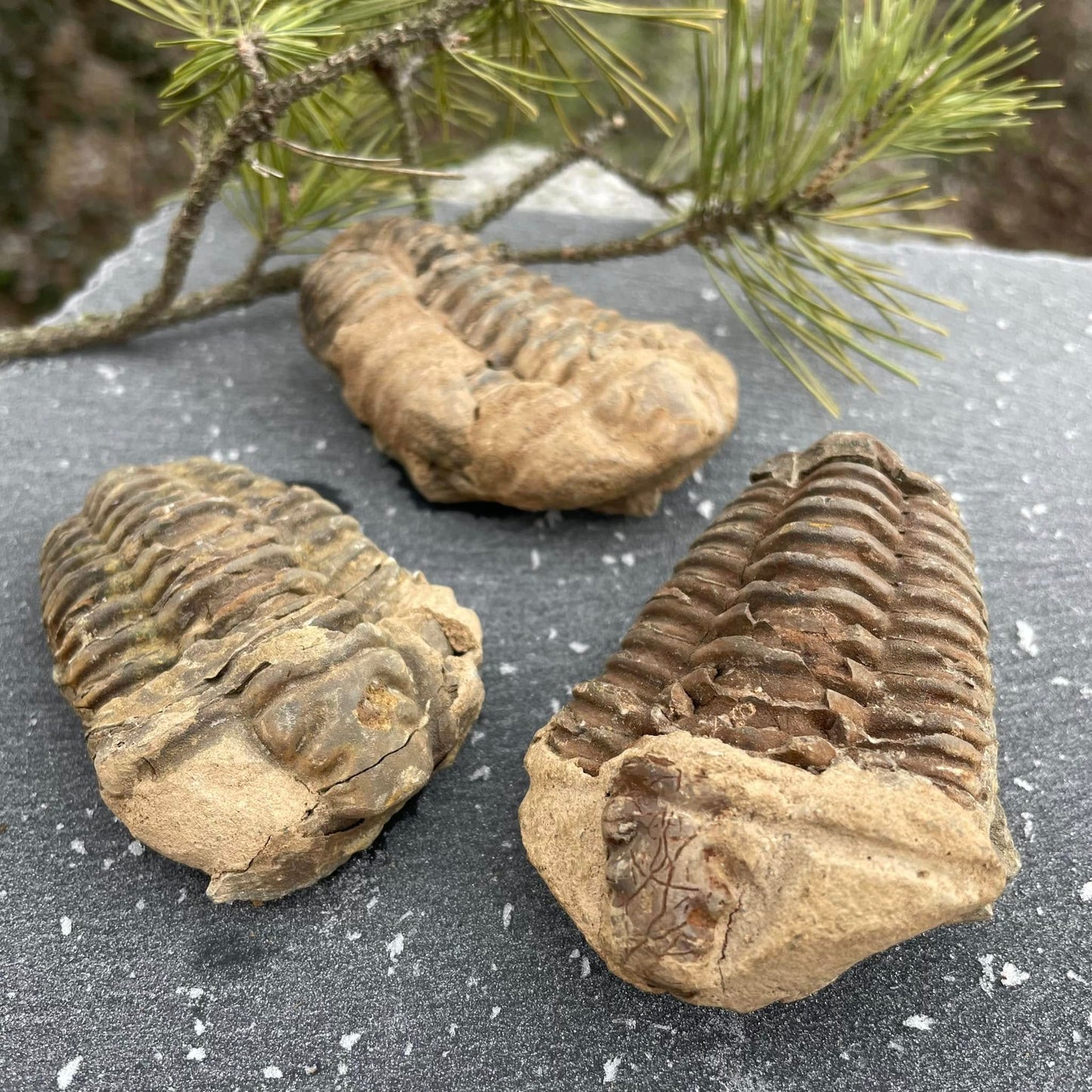 TRILOBIT X-Large