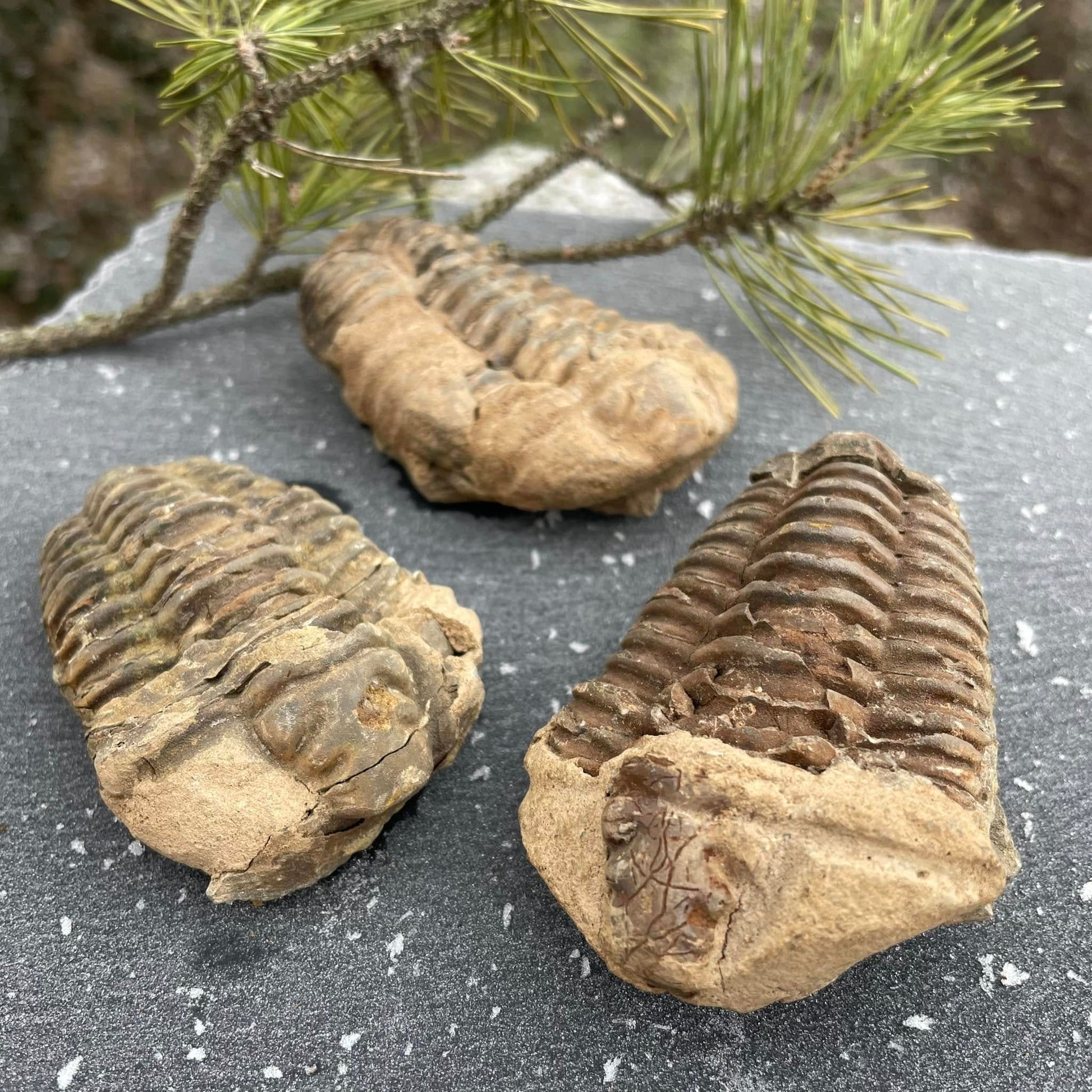 TRILOBIT X-Large