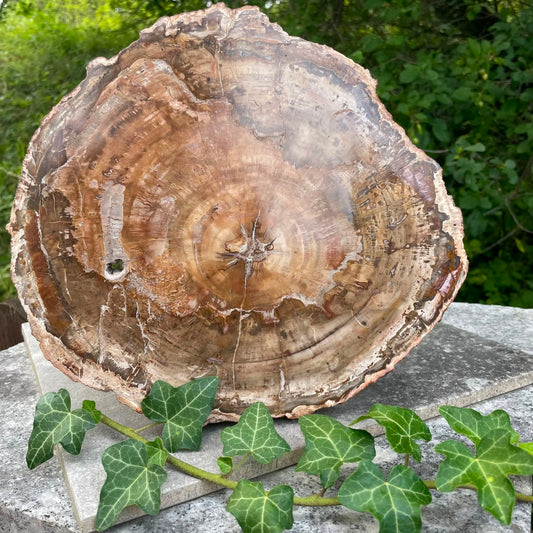 Versteinertes Holz Platte Nr. 2 – wunderschöne versteinerten Holzmaserung. Handverlesen bei WUNDERSTEIN
