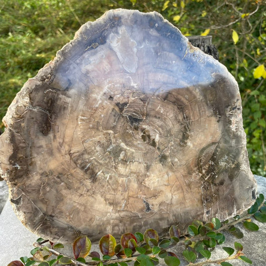 Versteinertes Holz Platte Nr. 3 – polierte Fossilienplatte Vorderansicht
