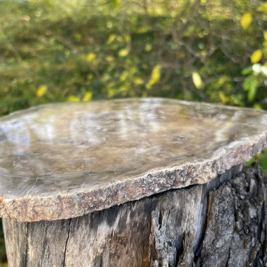 Versteinertes Holz Platte Nr. 3 – Detailansicht der versteinerten Holzmaserung
