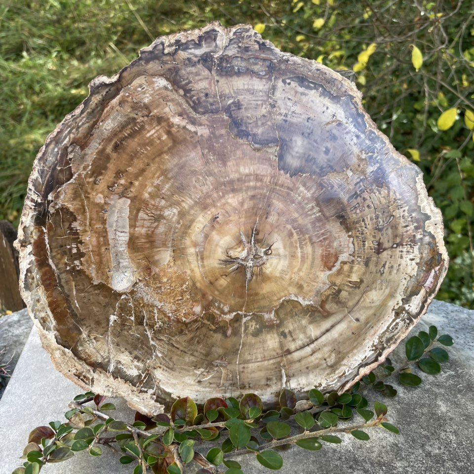 Versteinertes Holz Platte Nr. 2 – polierte Fossilienplatte Vorderansicht. Handverlesen von WUNDERSTEIN