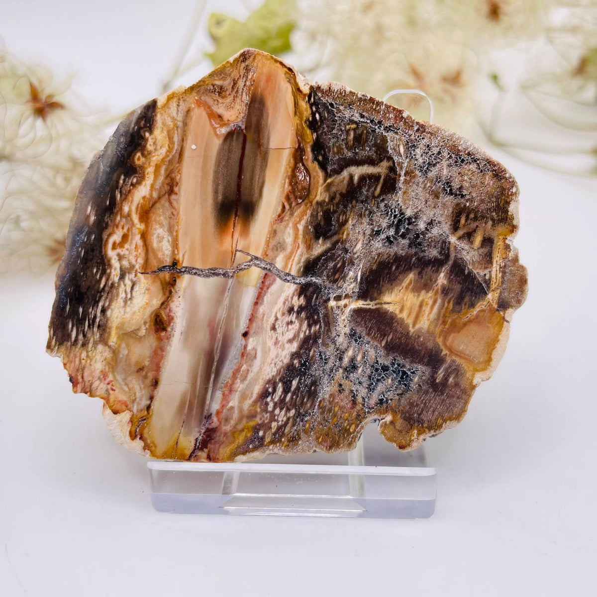 Versteinertes Holz – Platte Nr. 2, ca. 6,5 × 5,5 × 1 cm, Unikat von WUNDERSTEIN
