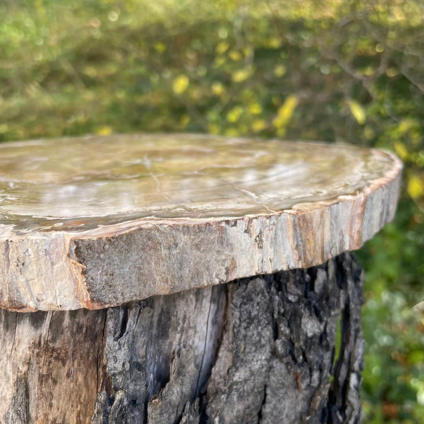 Versteinertes Holz Platte Nr. 2 – Detailansicht der versteinerten Holzmaserung. Handverlesen bei WUNDERSTEIN