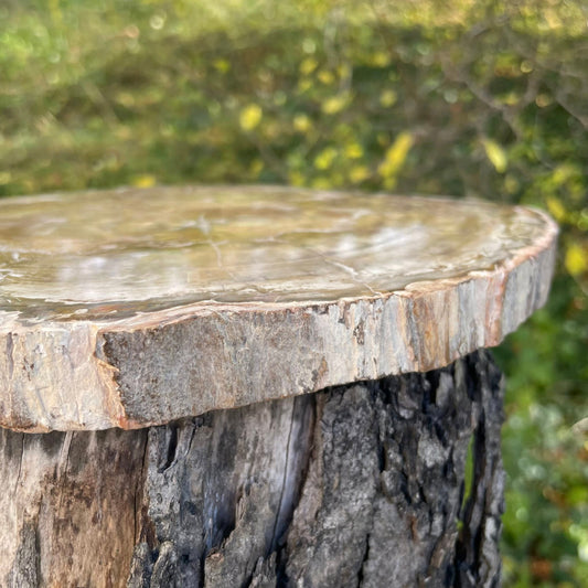 Versteinertes Holz Platte Nr. 2 – Detailansicht der versteinerten Holzmaserung. Handverlesen bei WUNDERSTEIN