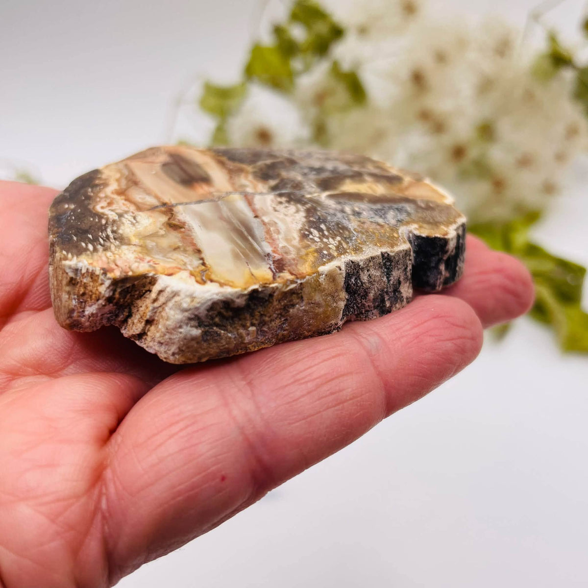 Nahaufnahme der fossilen Holzstruktur von versteinertem Holz, Platte Nr. 2
