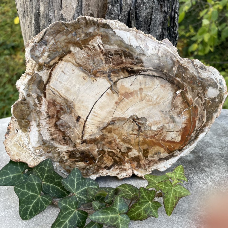 Versteinertes Holz Platte Nr. 1 – polierte Fossilienplatte Vorderansicht. Handverlesen bei WUNDERSTEIN