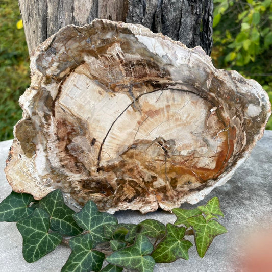Versteinertes Holz Platte Nr. 1 – polierte Fossilienplatte Vorderansicht. Handverlesen bei WUNDERSTEIN
