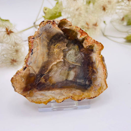 Versteinertes Holz – Platte Nr. 4, ca. 7 × 6 × 1 cm, Unikat von WUNDERSTEIN

