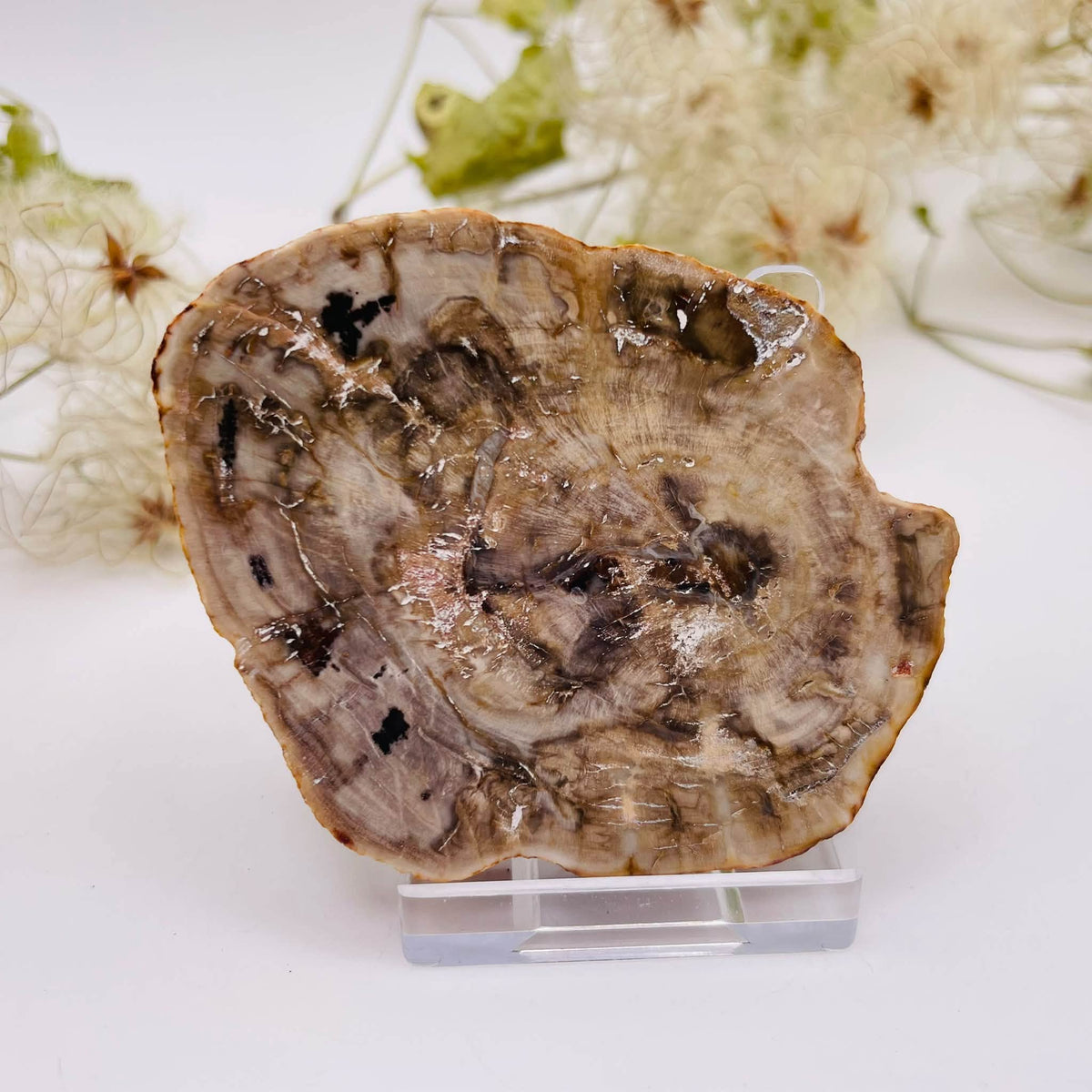 Versteinertes Holz – Platte Nr. 5, ca. 7 × 5,5 × 1 cm, Unikat von WUNDERSTEIN
