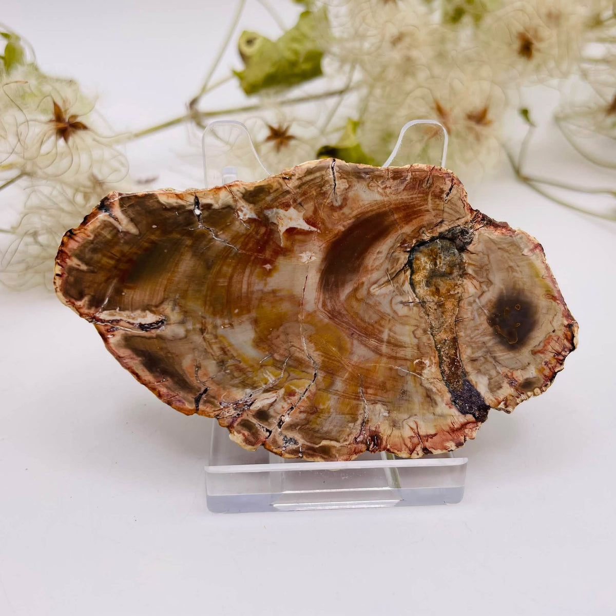 Versteinertes Holz – Platte Nr. 6, ca. 8 × 4,5 × 1 cm, Unikat von WUNDERSTEIN
