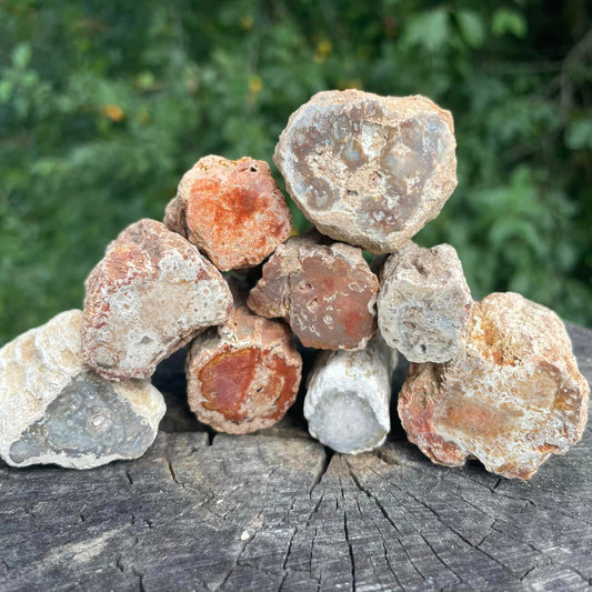 Versteinertes Holz - Stämmchen & Ästchen