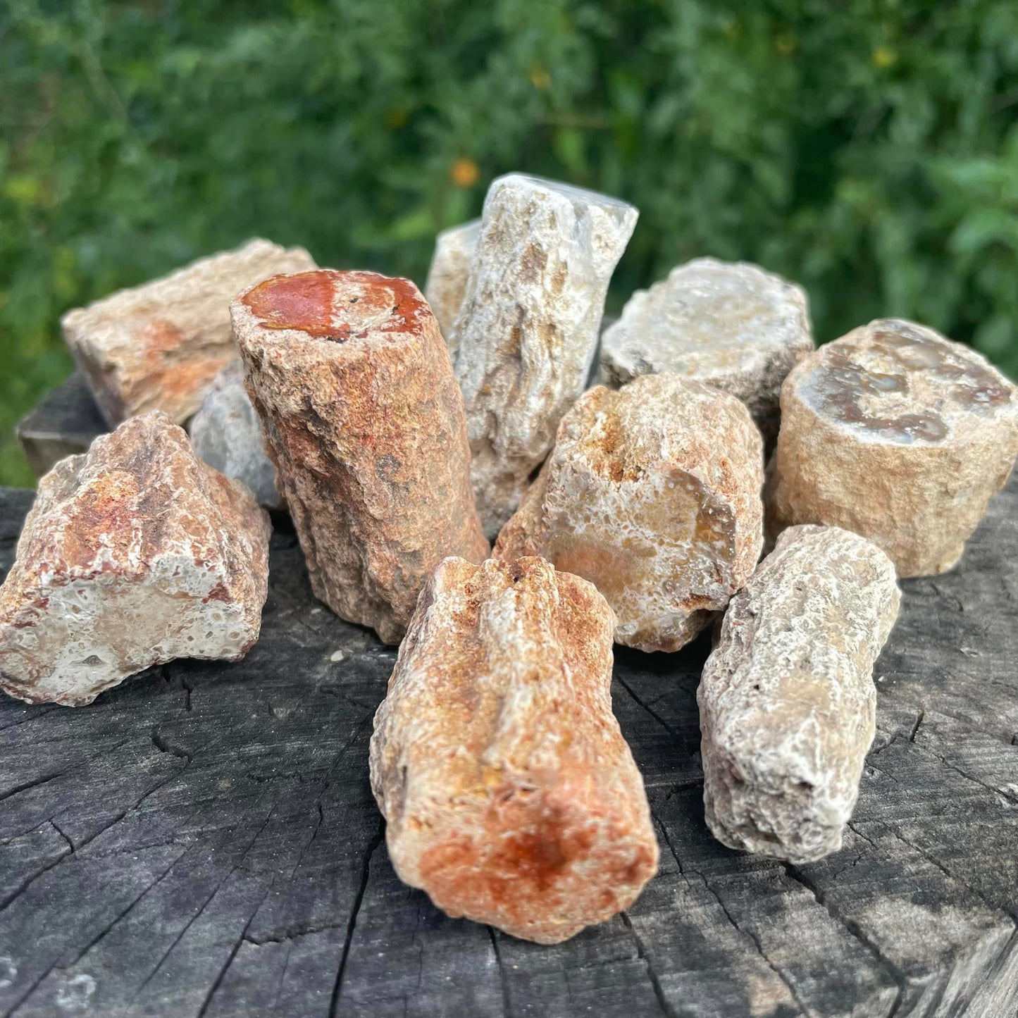 Versteinertes Holz - Stämmchen & Ästchen